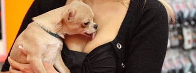 dog-1