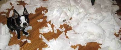 dog-2